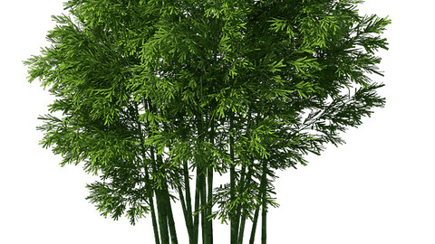 Plant - Bamboo 033