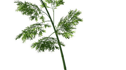 Plant - Bamboo 035