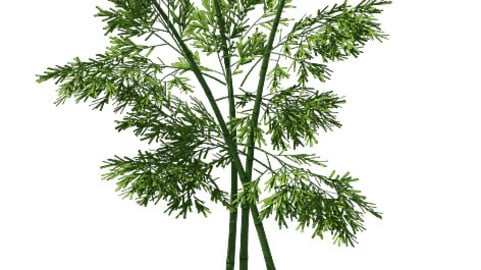 Plant - Bamboo 037