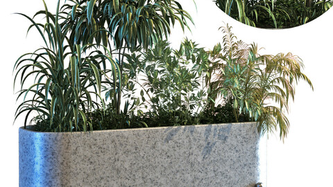 plant in box set 083