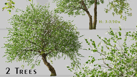 Set of Common Jasmine Tree (Jasminum officinale) (2 Trees)