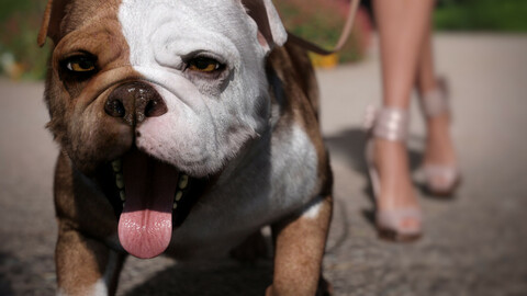 Baxter the English Bulldog for Dog 8