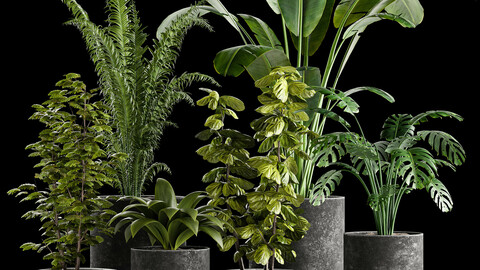 Indoor plant collection 01