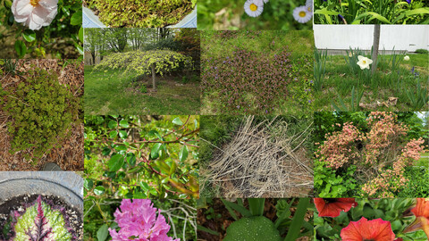 New England Flowers And Foliage Texture Reference