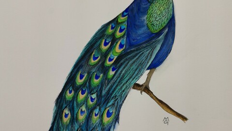 Peacock 2 watercolor painting digital version