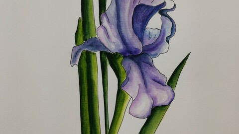 Iris watercolor painting digital version