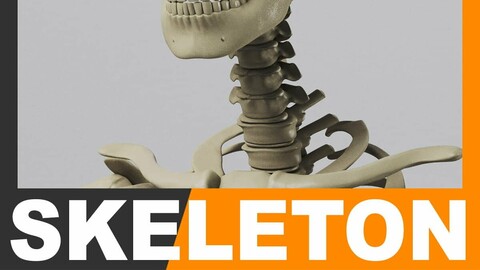 Human Skeleton - Anatomy