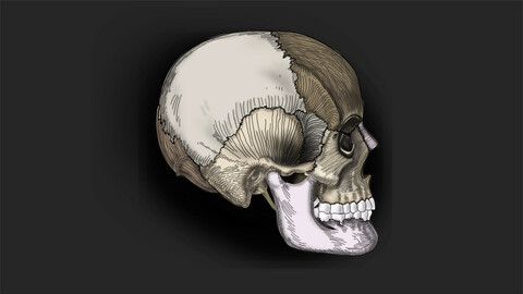 SKULL | Norma Lateralis | Medical Illustration