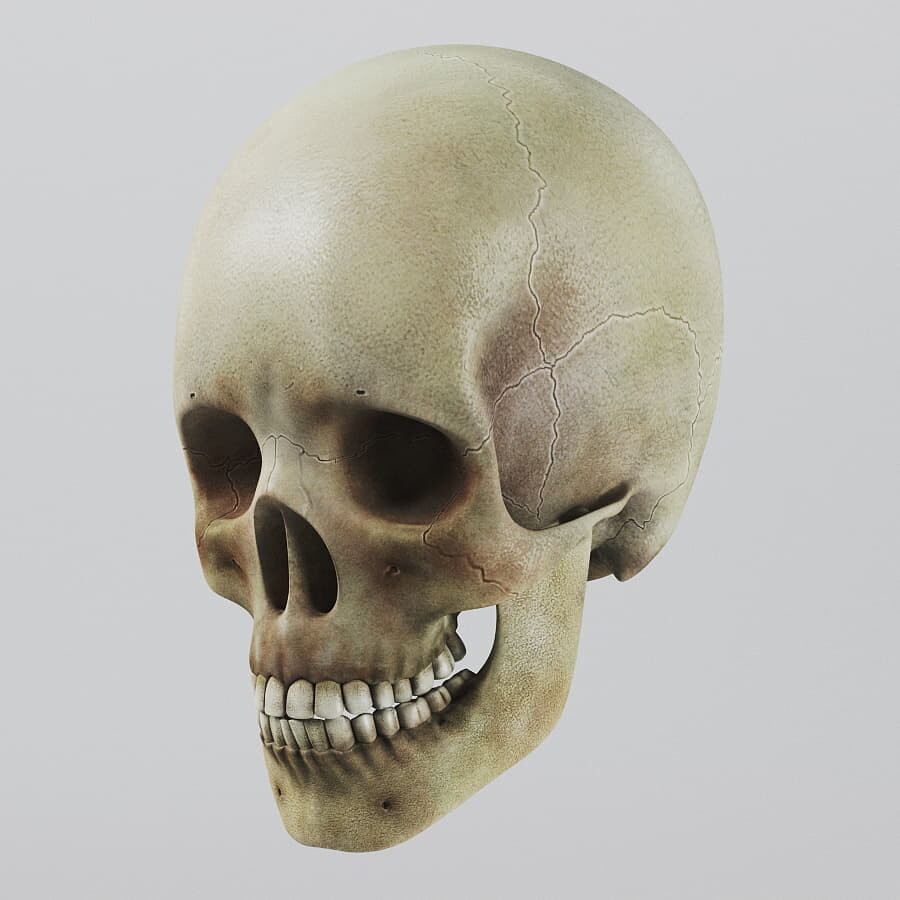 Artstation Human Brain And Skull Anatomy Resources