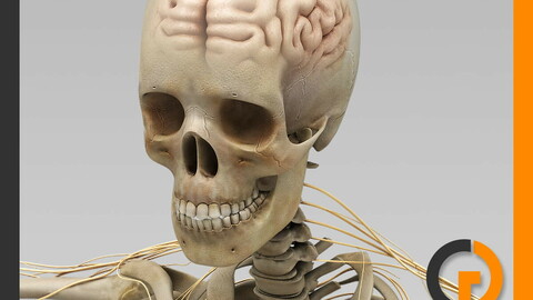 Human Skeleton and Nervous System with Brain - Anatomy