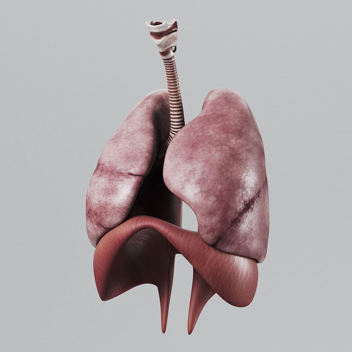 ArtStation - Human Respiratory System and Diaphragm - Anatomy | Resources