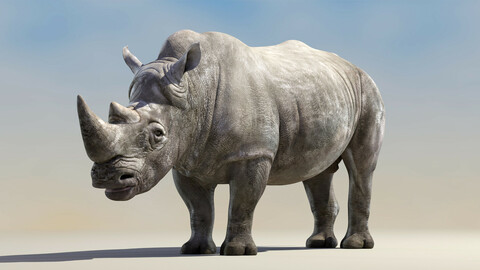 Big White Rhino