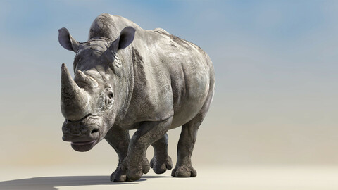 Big White Rhino Animated