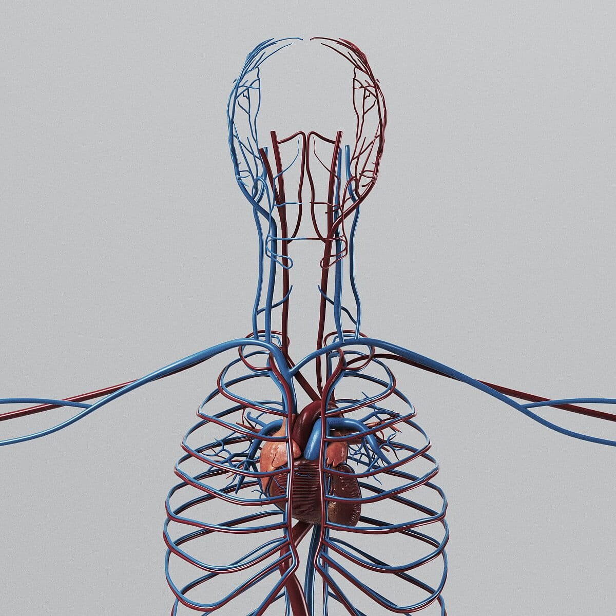 Artstation Human Circulatory System Anatomy Resources