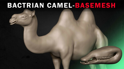 Bactrian Camel Basemesh 3D model