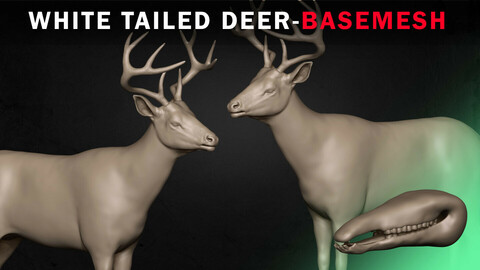 White Tailed Deer Basemesh 3D model