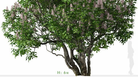 California buckeye Tree ( Aesculus californica )