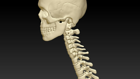 Three dimensional model of human cervical vertebrae