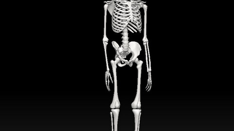 3D printing and downloading of the complete skeleton structure model of human body