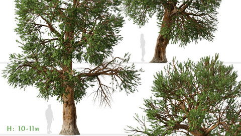 Set of Foxtail pine Tree (Pinus balfouriana) (2 Trees)