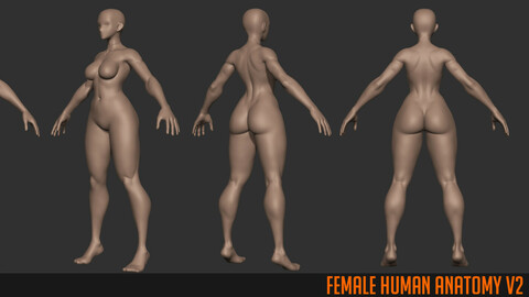 Zbrush Female Anatomy V2 by Hong Chan Lim