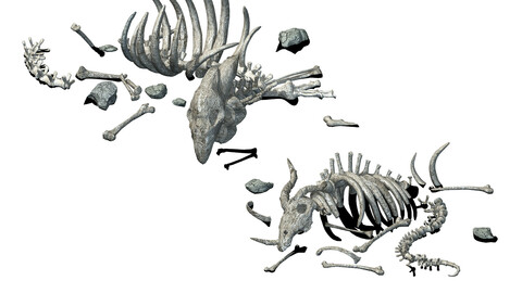 Sea bottom - animal wreckage 06