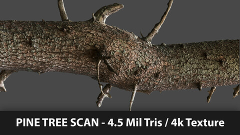 Pine Tree Scan + Blender Scene