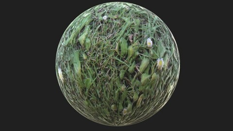 Green field with daisies