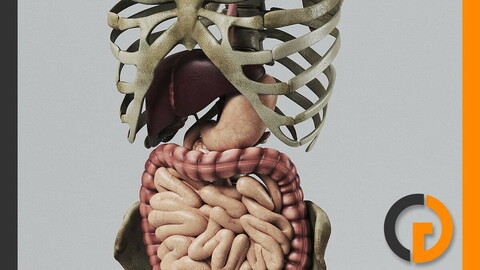 Human Digestive System and Skeleton - Anatomy