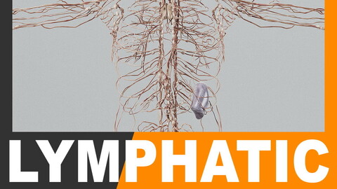 Human Lymphatic System - Anatomy