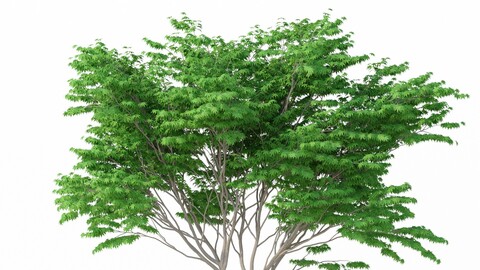 Tree - Acer Palmatum No 2