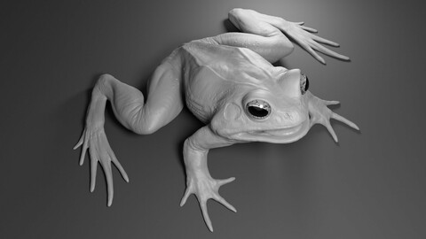 Frog basemesh