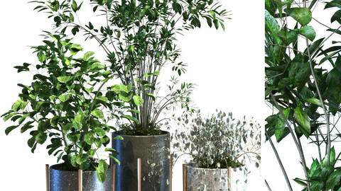 plant in box set 090