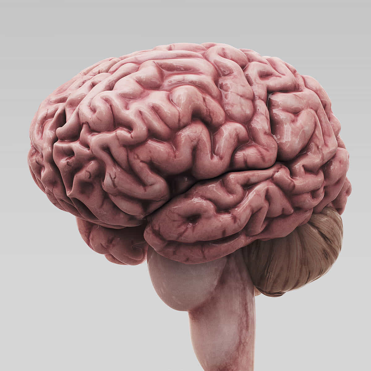 Human brain