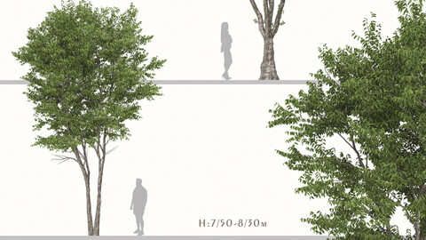 Set of Celtis australis Tree ( European nettle ) (2 Trees)