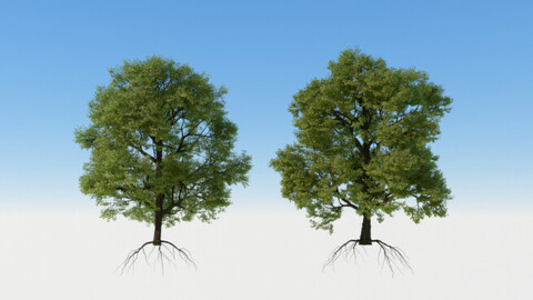 C4D Octane Oak Tree Pack 1