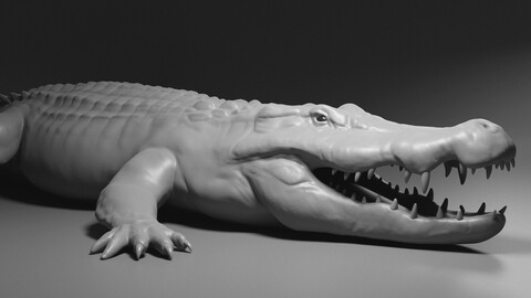 Crocodile basemesh