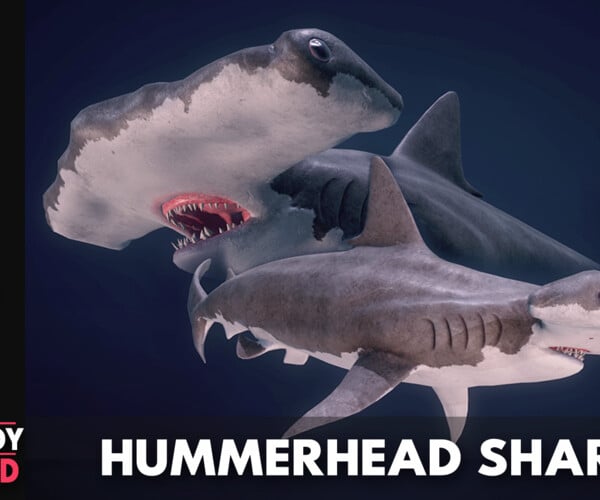 ArtStation - Hammerhead Shark - Game Ready | Game Assets