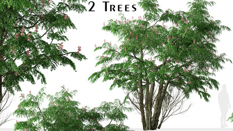 Set of Cassia javanica Tree (Pink shower) (2 Trees)