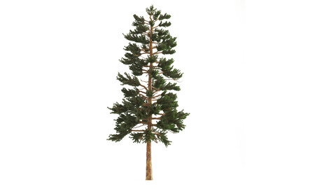 PINE TREE