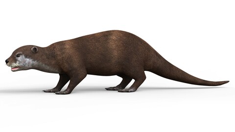 Otter