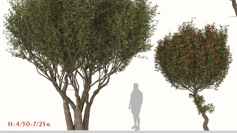 Set of Arbutus unedo Tree (Strawberry tree) (2 Trees)