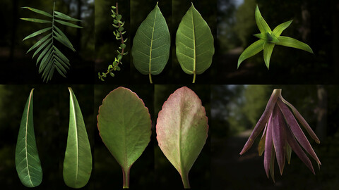 Leaf Pack- PBR Texture with Alpha Map - Vol.1