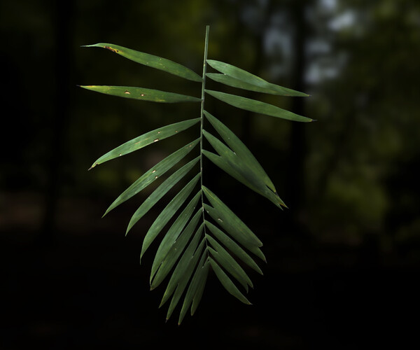 Leaf Pack Pbr Texture With Alpha Map Vol 1 Flippednor 5051