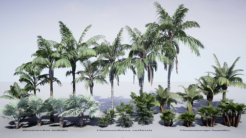 HQ Plants Volume 1 Palms for unreal engine 4 3D model set of 24