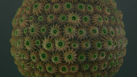 Substance Designer Coral A material .sbs file and Marmoset scene