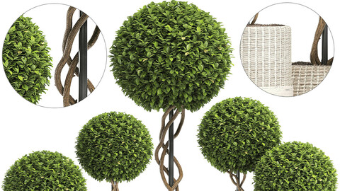 Wicker Woven Tree Topiary - Indoor Plant 222