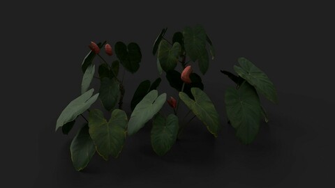 Anthurium Plant