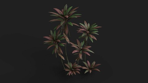 Pink Cordyline Plant