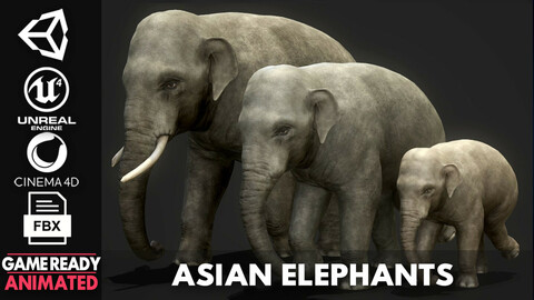 Asian Elephants - Game Ready